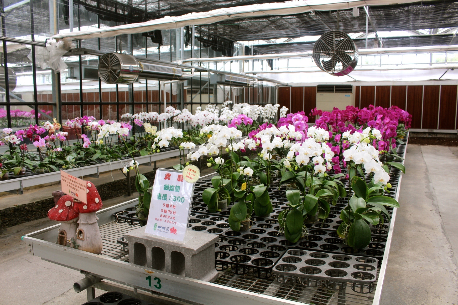 【遊 金車礁溪蘭花園】全年無休+免費入場!超大水生植物區可餵食錦鯉,附設草皮兒童區、仙人掌蘭花區(雨天備案) 【遊 金車礁溪蘭花園】全年無休+免費入場!超大水生植物區可餵食錦鯉,附設草皮兒童區、仙人掌蘭花區(雨天備案)