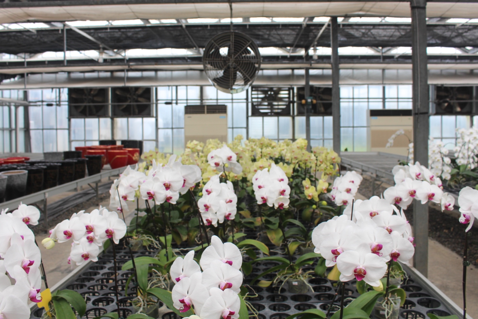 【遊 金車礁溪蘭花園】全年無休+免費入場！超大水生植物區可餵食錦鯉，附設草皮兒童區、仙人掌蘭花區(雨天備案）