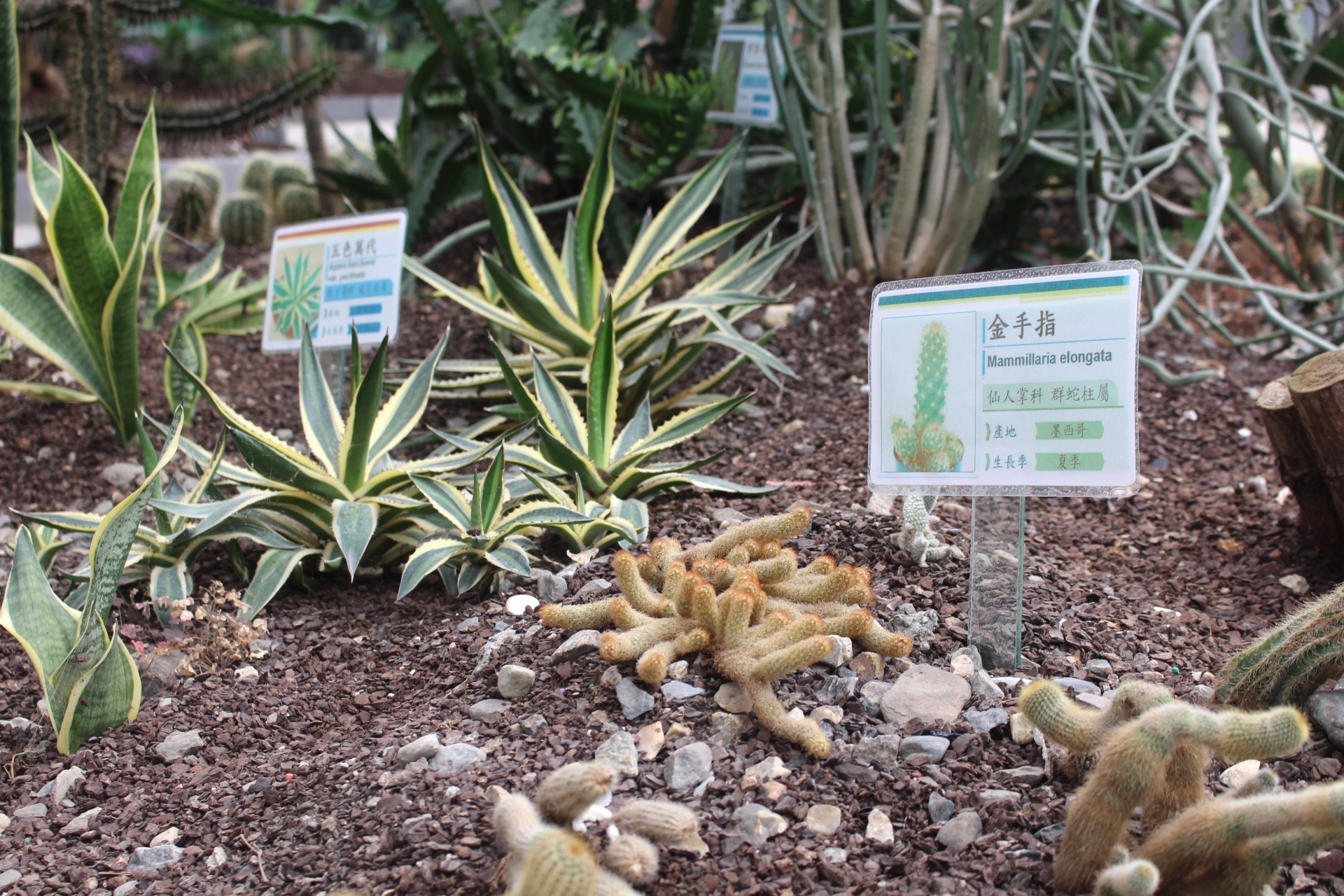 【遊 金車礁溪蘭花園】全年無休+免費入場！超大水生植物區可餵食錦鯉，附設草皮兒童區、仙人掌蘭花區(雨天備案）