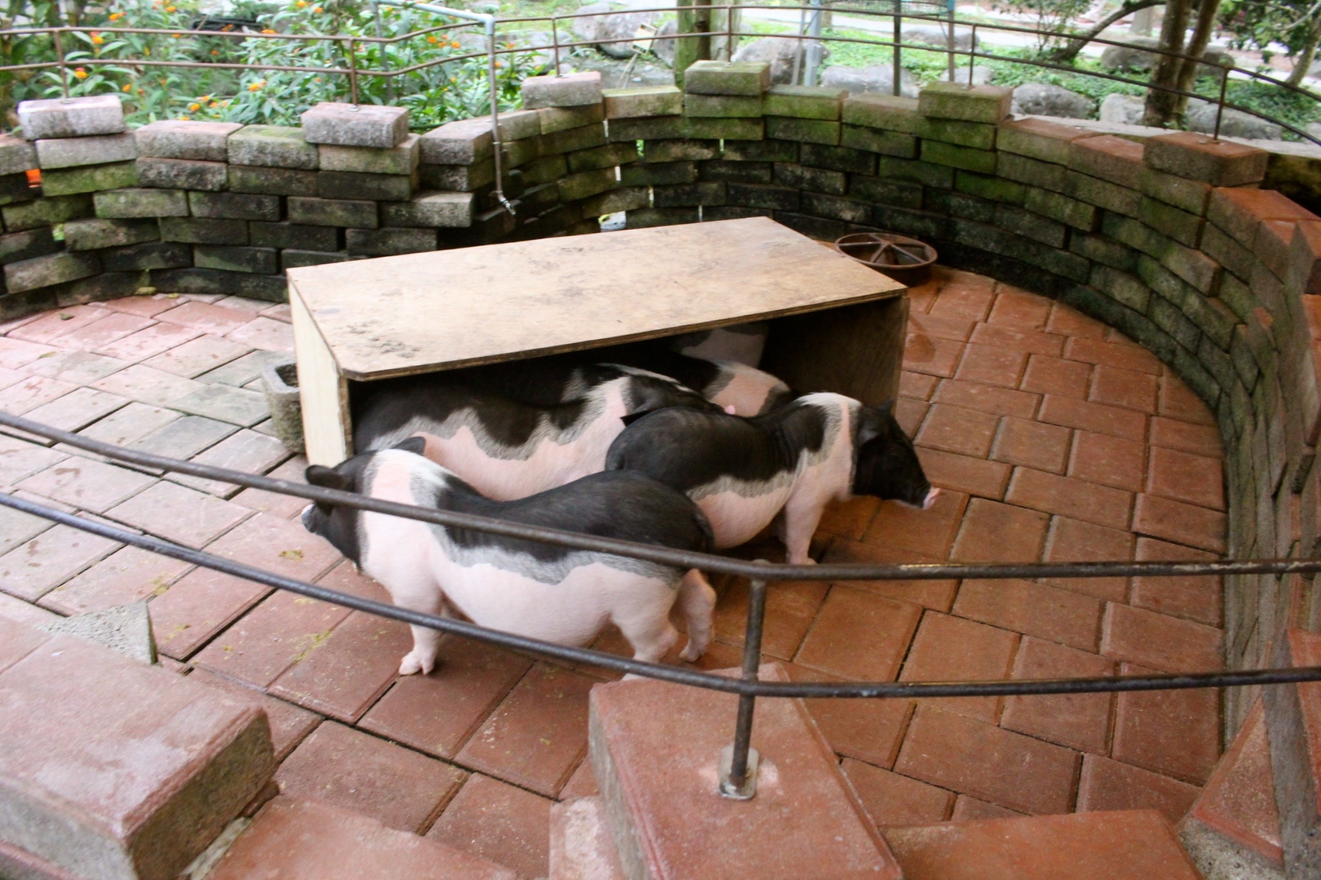 【玩 宜農牧場】30元誠實投幣入園.餵食五寶100元可以餵到八種小動物!不限時間、附設停車場 【玩 宜農牧場】30元誠實投幣入園.餵食五寶100元可以餵到八種小動物!不限時間、附設停車場