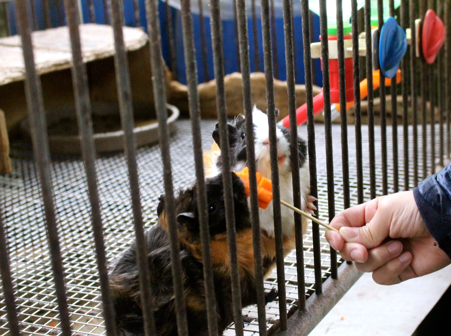 【玩 宜農牧場】30元誠實投幣入園.餵食五寶100元可以餵到八種小動物!不限時間、附設停車場 【玩 宜農牧場】30元誠實投幣入園.餵食五寶100元可以餵到八種小動物!不限時間、附設停車場