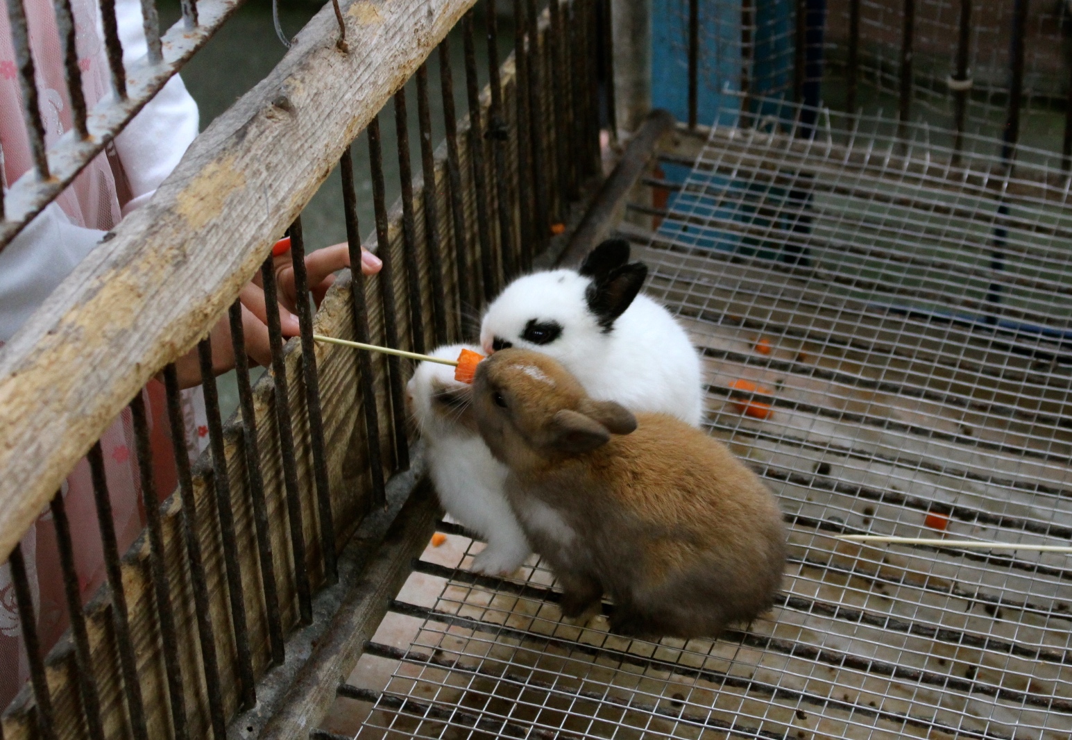 【玩 宜農牧場】30元誠實投幣入園.餵食五寶100元可以餵到八種小動物!不限時間、附設停車場 【玩 宜農牧場】30元誠實投幣入園.餵食五寶100元可以餵到八種小動物!不限時間、附設停車場