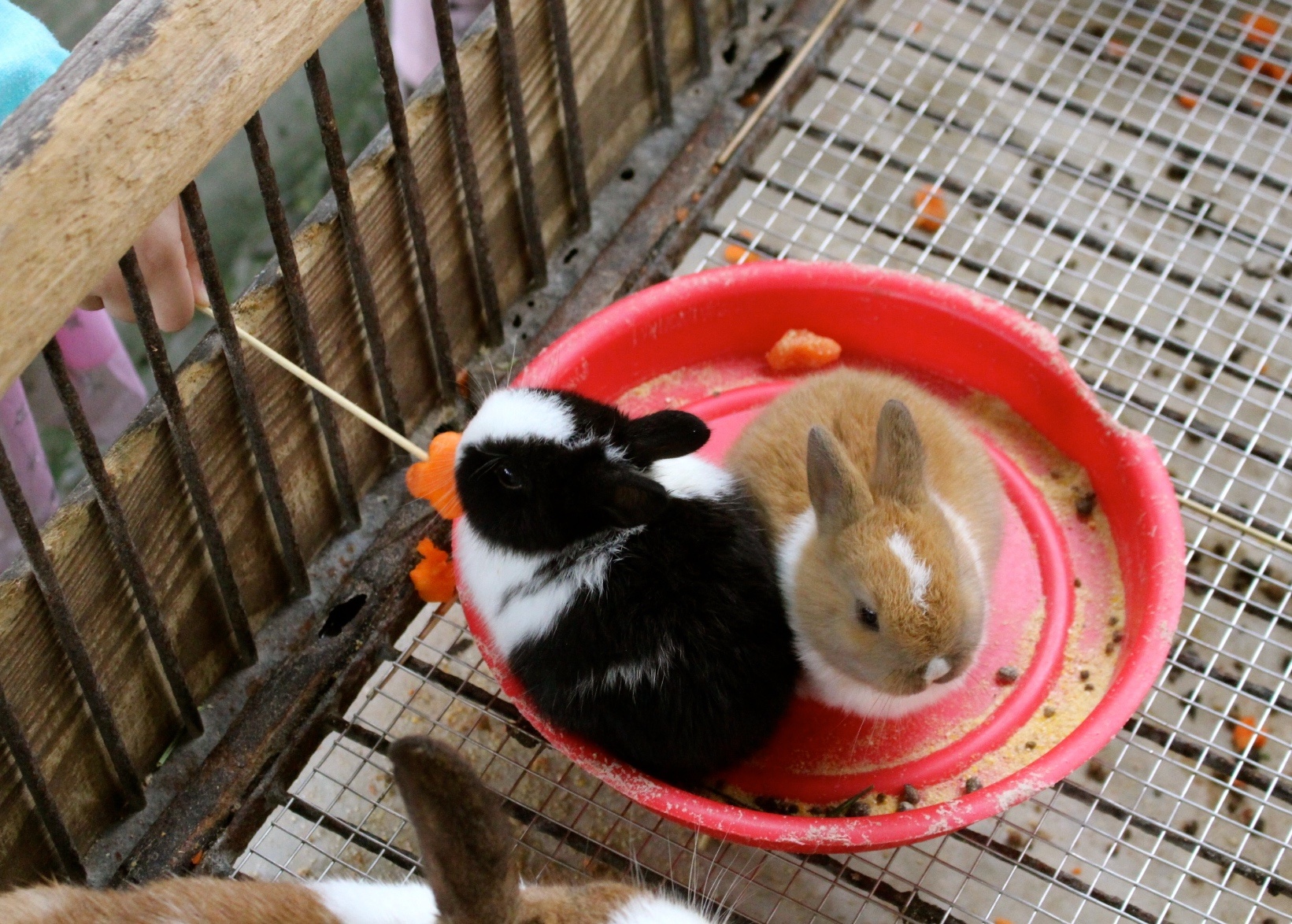 【玩 宜農牧場】30元誠實投幣入園.餵食五寶100元可以餵到八種小動物!不限時間、附設停車場 【玩 宜農牧場】30元誠實投幣入園.餵食五寶100元可以餵到八種小動物!不限時間、附設停車場