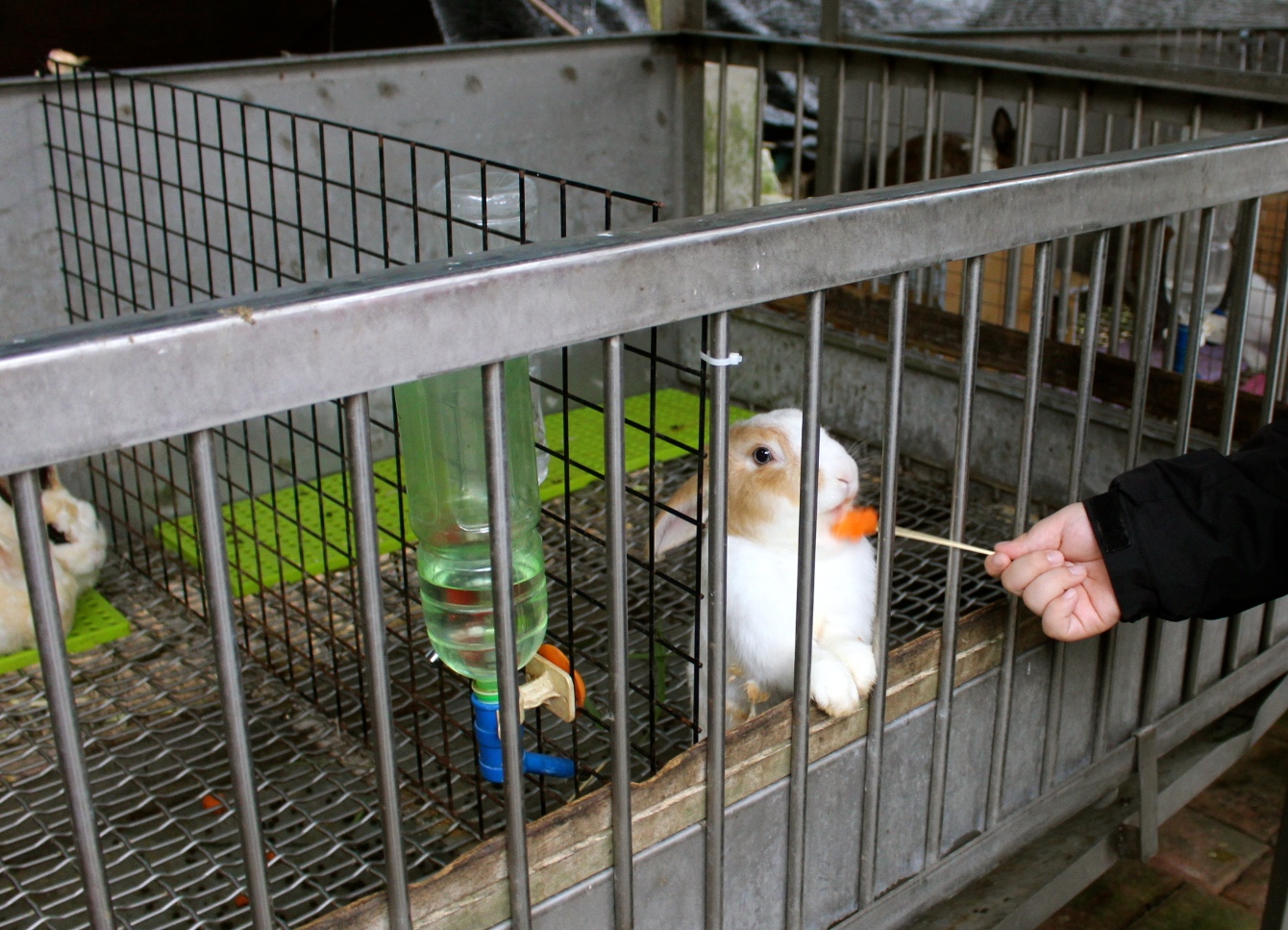 【玩 宜農牧場】30元誠實投幣入園.餵食五寶100元可以餵到八種小動物!不限時間、附設停車場 【玩 宜農牧場】30元誠實投幣入園.餵食五寶100元可以餵到八種小動物!不限時間、附設停車場