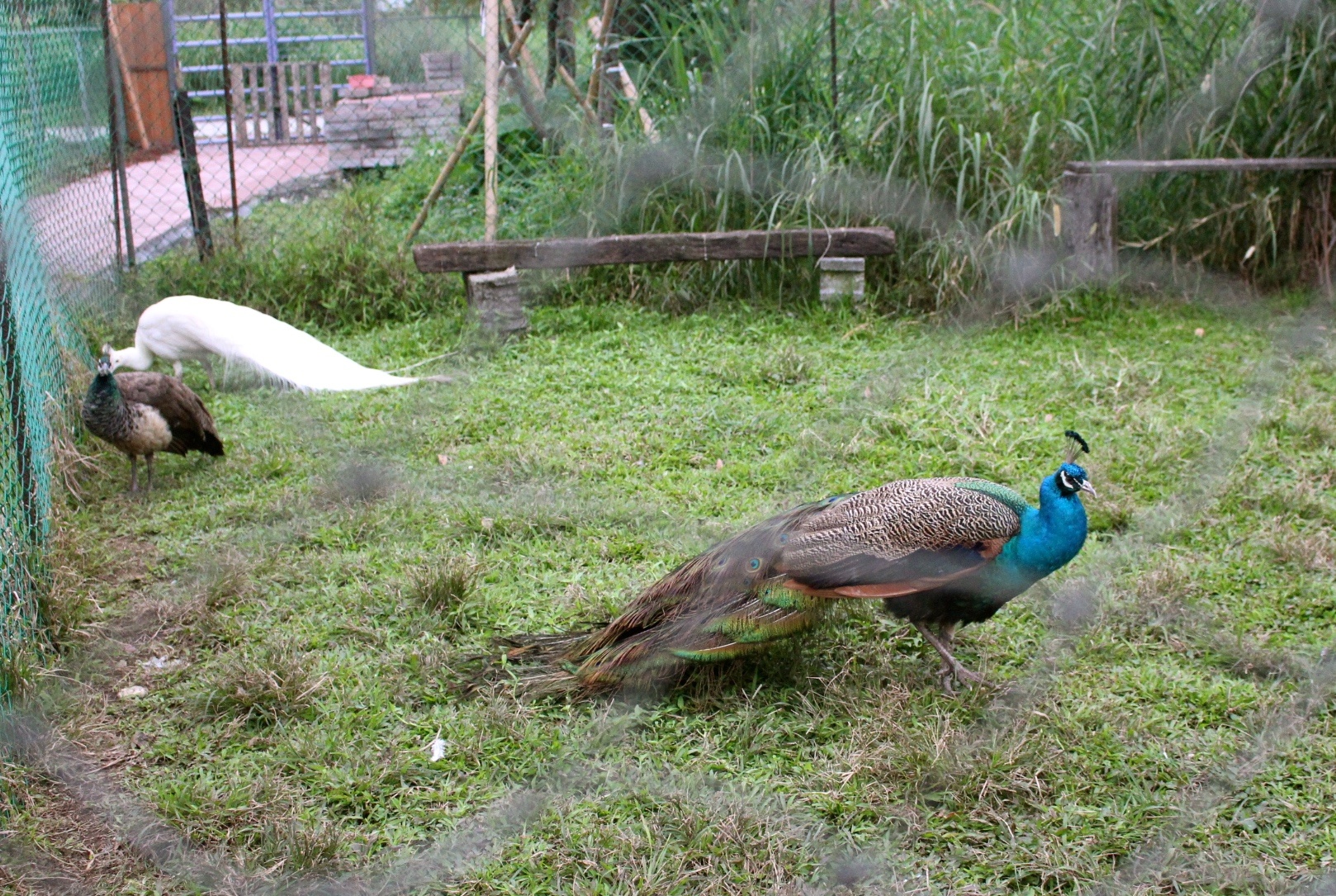 【玩 宜農牧場】30元誠實投幣入園.餵食五寶100元可以餵到八種小動物!不限時間、附設停車場 【玩 宜農牧場】30元誠實投幣入園.餵食五寶100元可以餵到八種小動物!不限時間、附設停車場