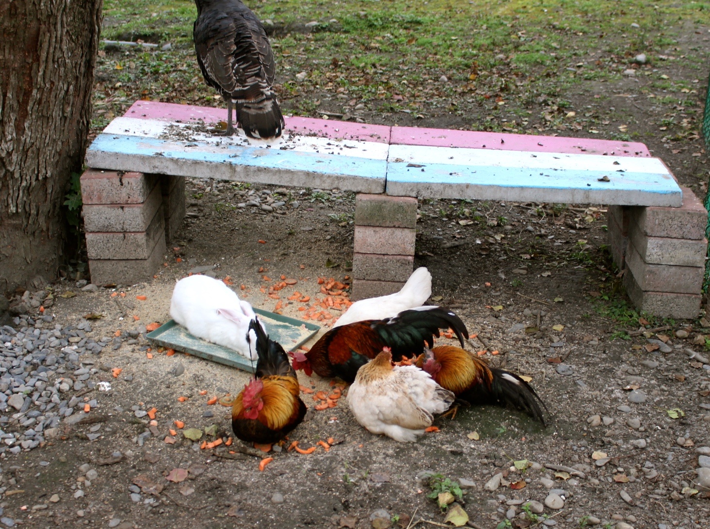 【玩 宜農牧場】30元誠實投幣入園.餵食五寶100元可以餵到八種小動物!不限時間、附設停車場 【玩 宜農牧場】30元誠實投幣入園.餵食五寶100元可以餵到八種小動物!不限時間、附設停車場