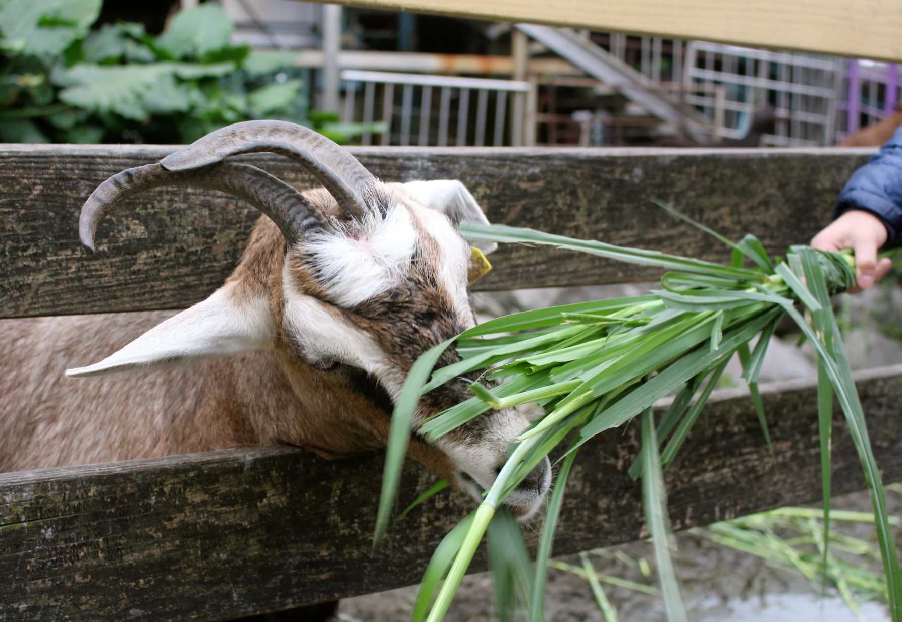【玩 宜農牧場】30元誠實投幣入園.餵食五寶100元可以餵到八種小動物!不限時間、附設停車場 【玩 宜農牧場】30元誠實投幣入園.餵食五寶100元可以餵到八種小動物!不限時間、附設停車場