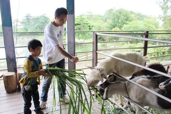 【玩 宜農牧場】30元誠實投幣入園.餵食五寶100元可以餵到八種小動物!不限時間、附設停車場 【玩 宜農牧場】30元誠實投幣入園.餵食五寶100元可以餵到八種小動物!不限時間、附設停車場