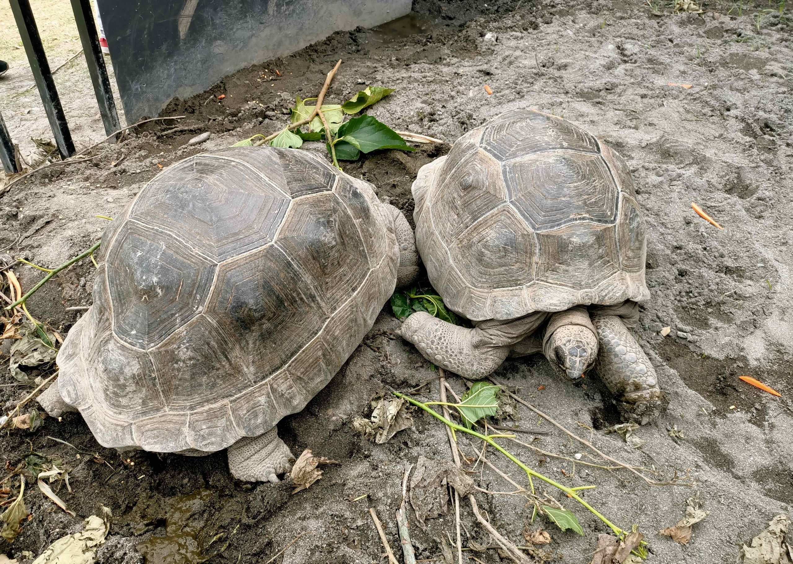 【遊 崇德瑩農場】免費入園新秘境！人稱台版紐西蘭有放牛咖啡、沙灘車、飛行傘、原住民風味餐