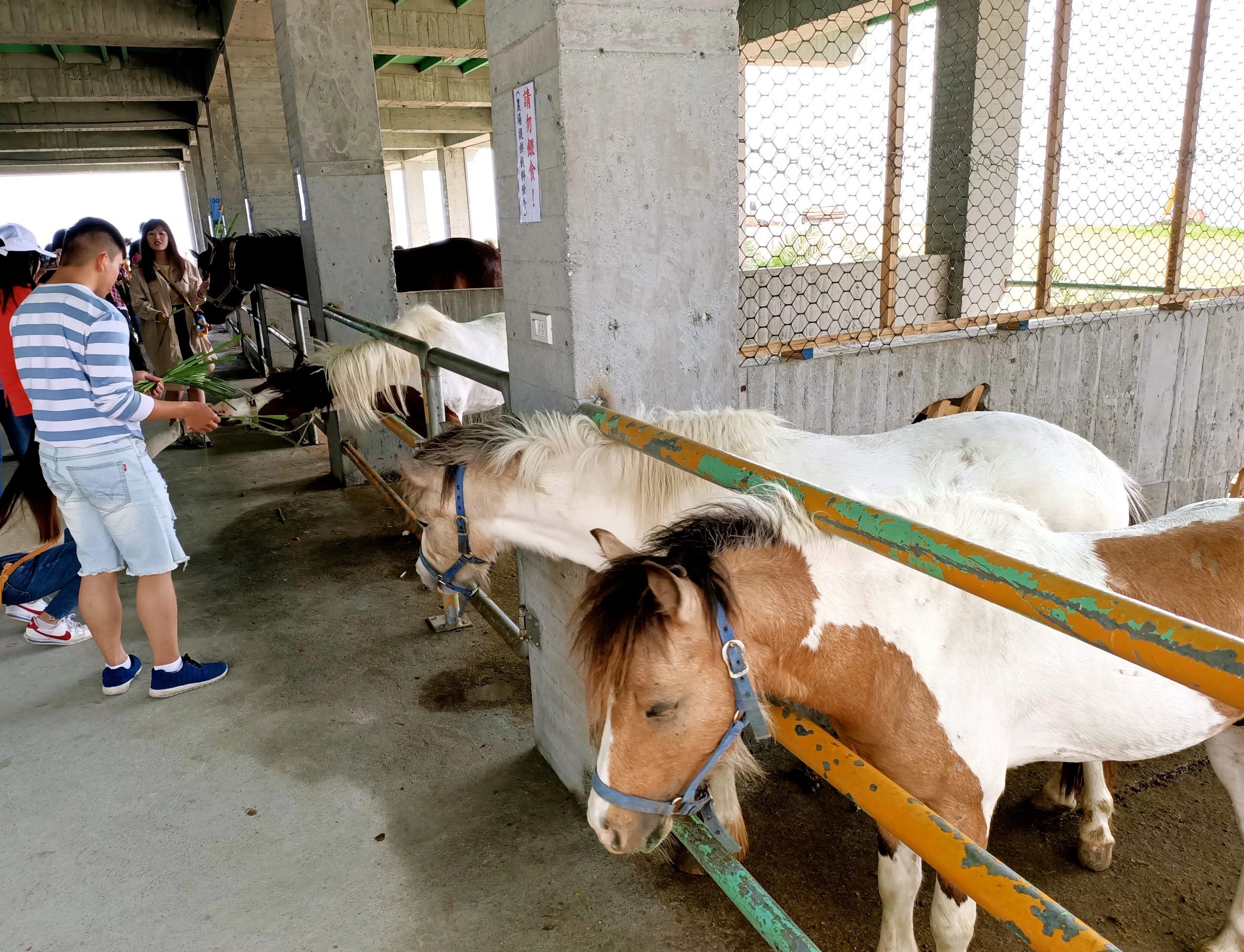 【遊 崇德瑩農場】免費入園新秘境！人稱台版紐西蘭有放牛咖啡、沙灘車、飛行傘、原住民風味餐