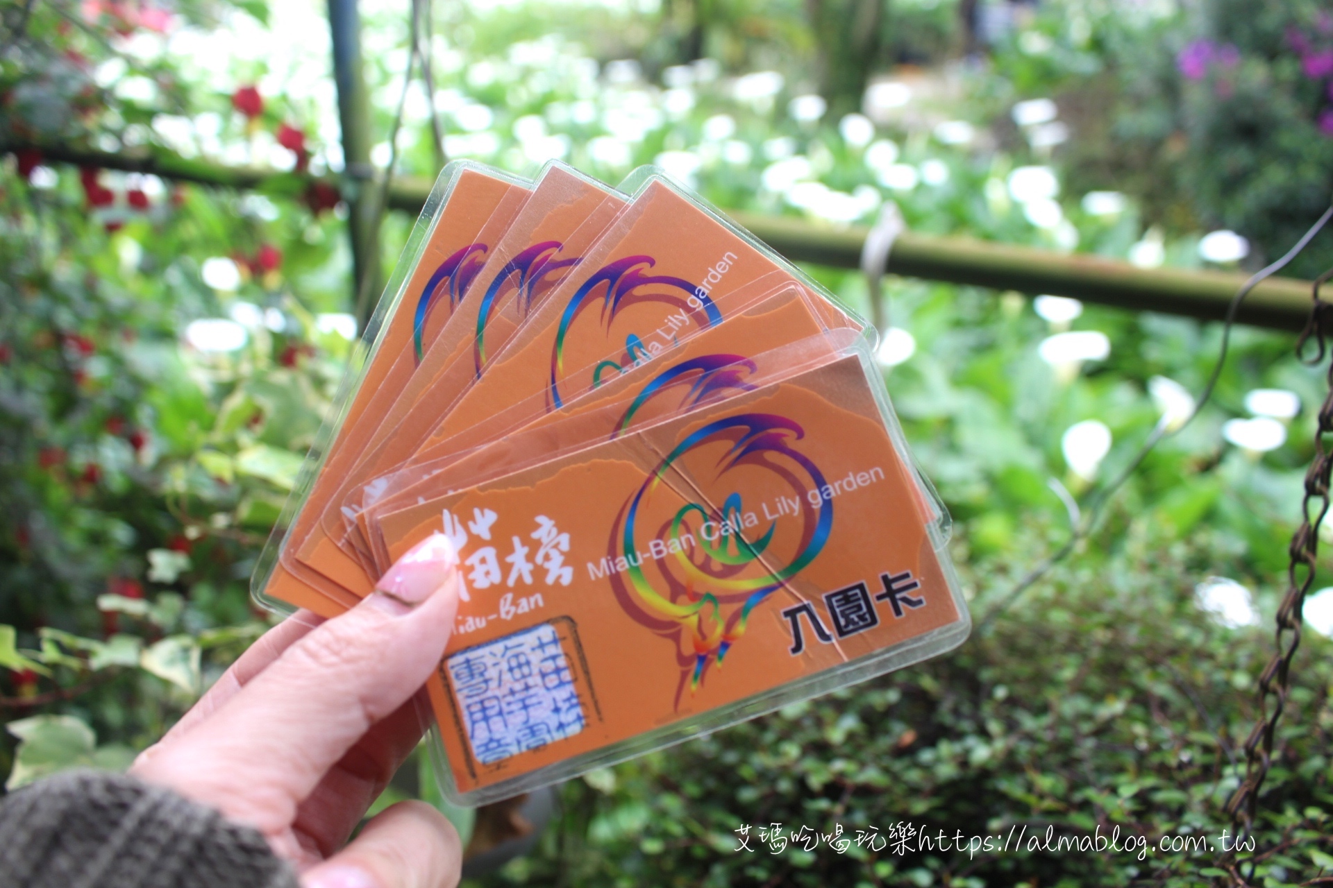 地瓜博,拍照點,採海芋,烤糰子,甘味坊,竹子湖海芋季,苗榜,草莓大福,陽明山小饅頭,陽明山景點,黑森林 地瓜博,拍照點,採海芋,烤糰子,甘味坊,竹子湖海芋季,苗榜,草莓大福,陽明山小饅頭,陽明山景點,黑森林