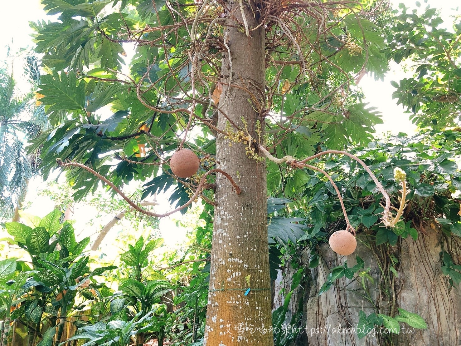 台中科學博物館植物園