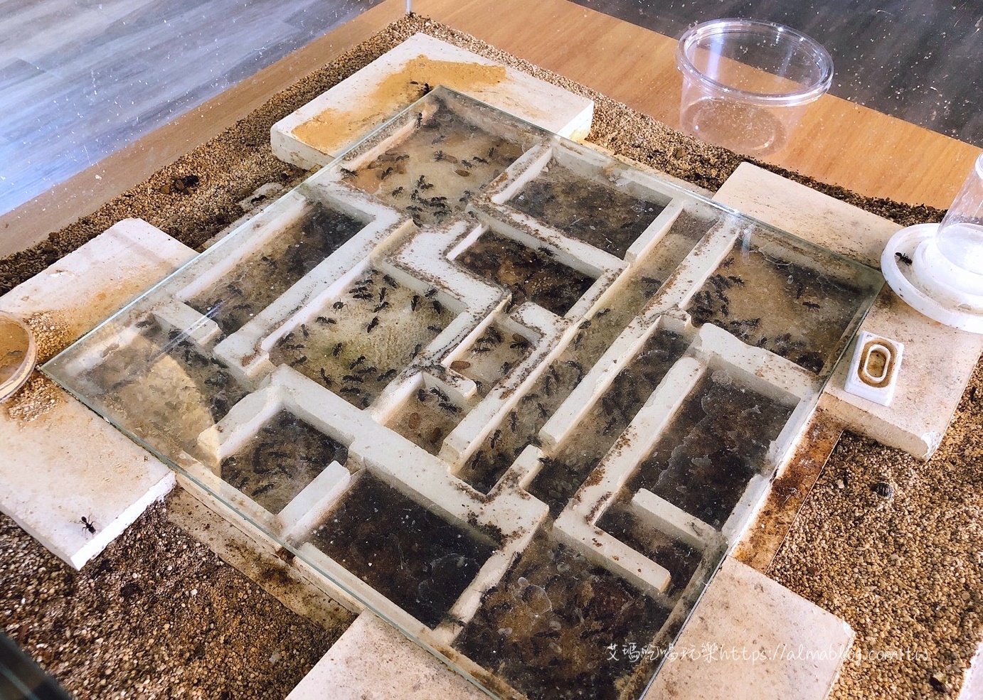 台灣螞蟻生態博物館