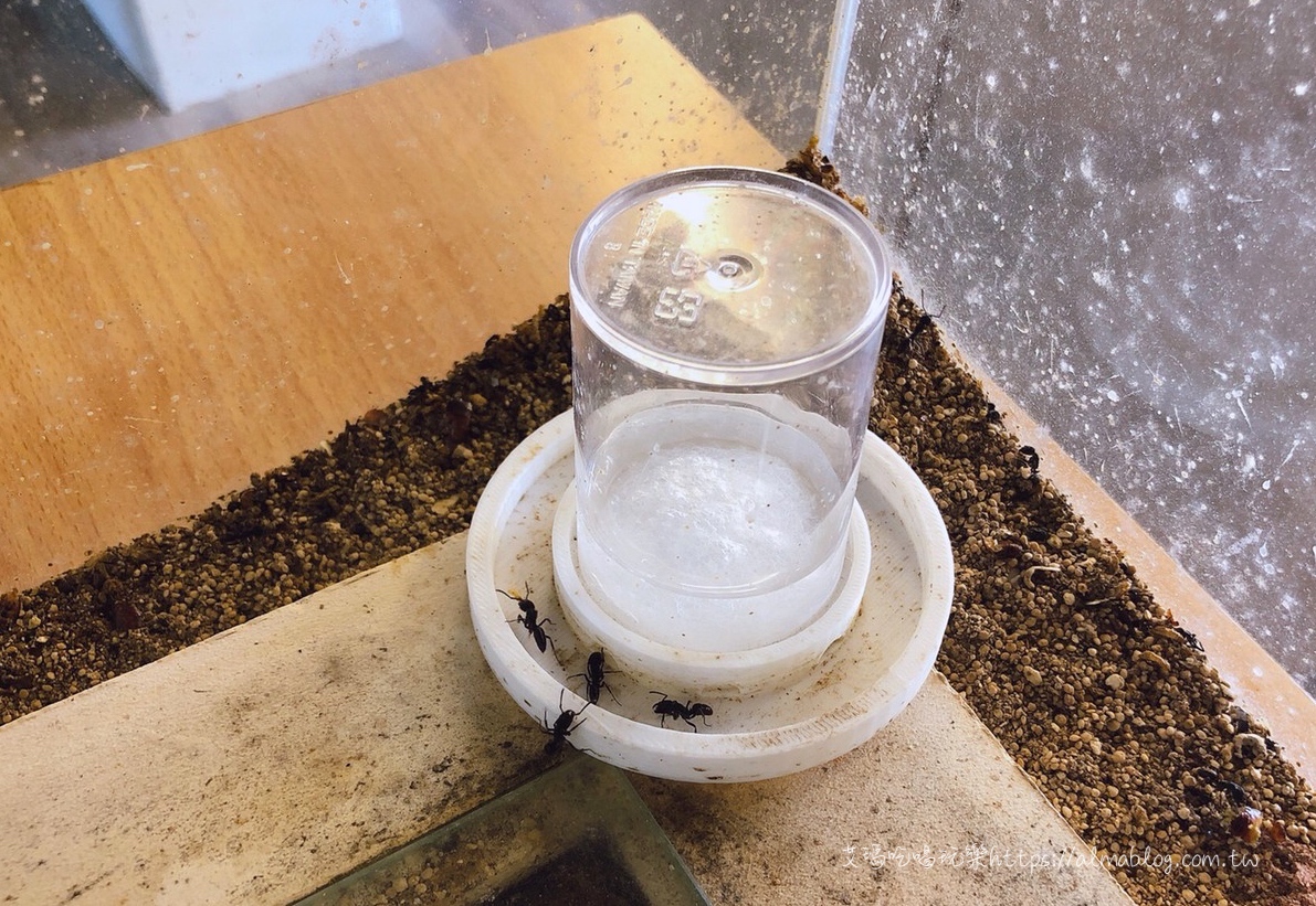 台灣螞蟻生態博物館