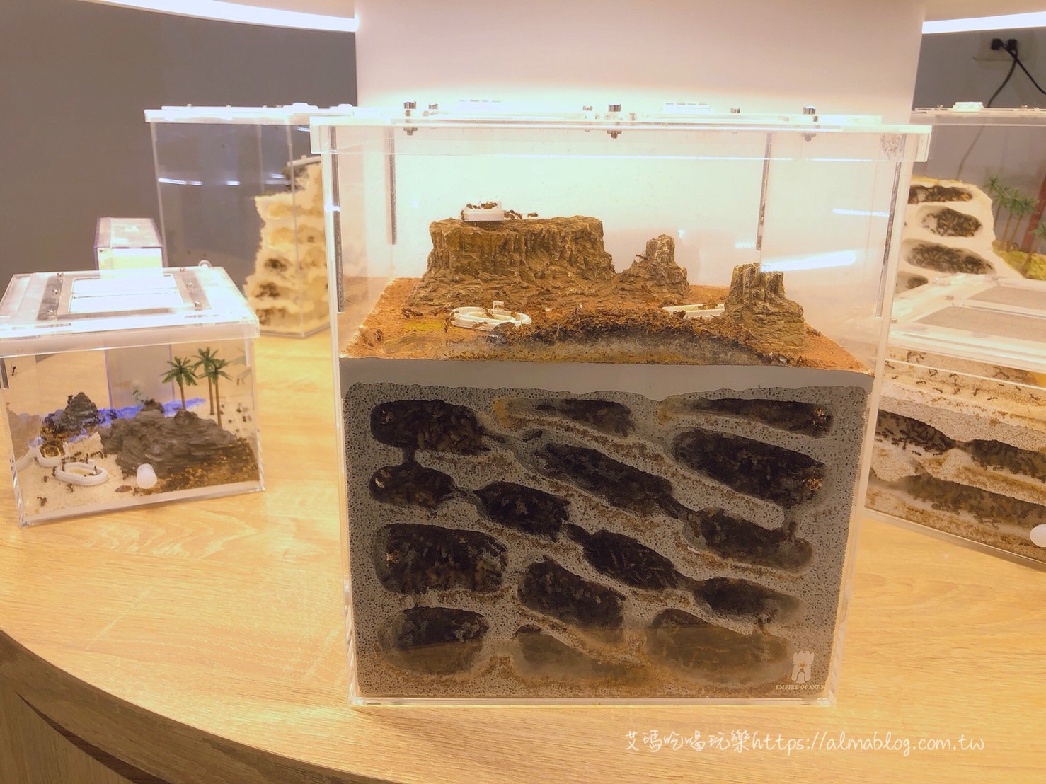  台灣螞蟻生態博物館