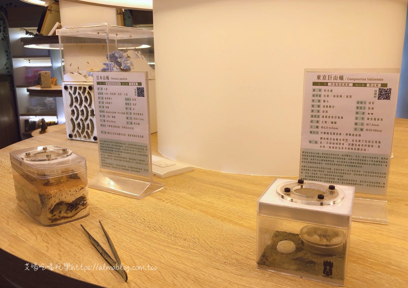  台灣螞蟻生態博物館