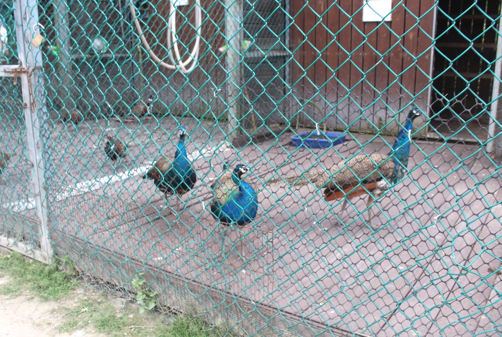 免費景點,動物餵食,台開心農場,小鹿斑比,花蓮景點,騎馬
