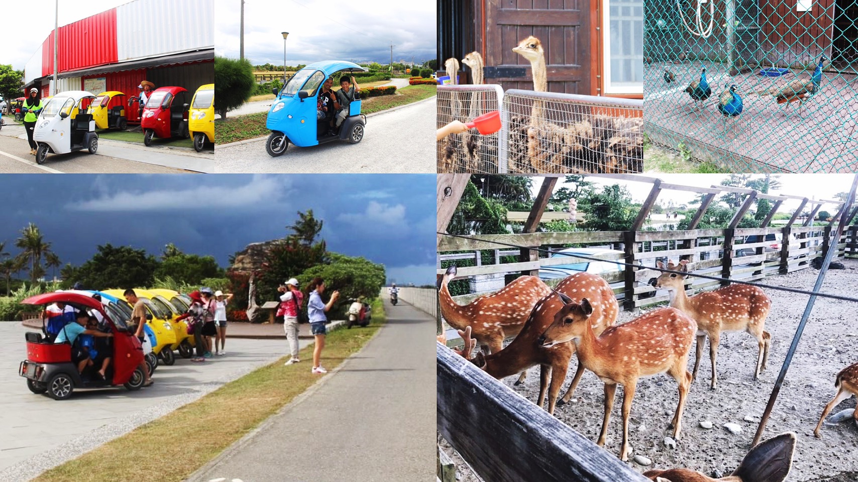 免費景點,動物餵食,台開心農場,小鹿斑比,花蓮景點,騎馬