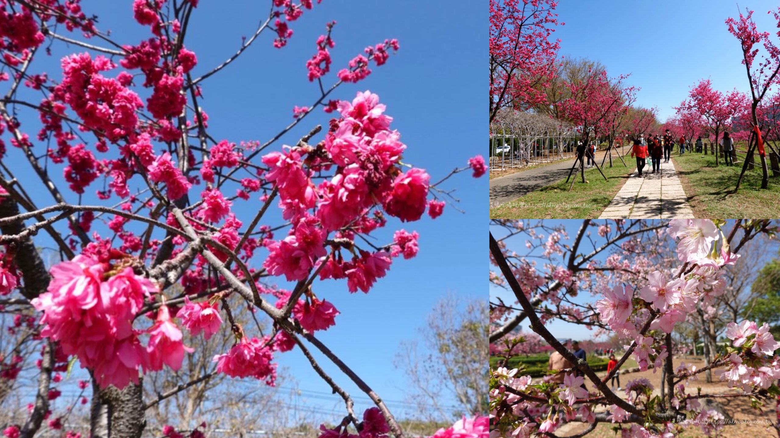 中科崴立櫻花公園,免費景點,台中景點,櫻花公園,賞櫻 @艾瑪  吃喝玩樂札記