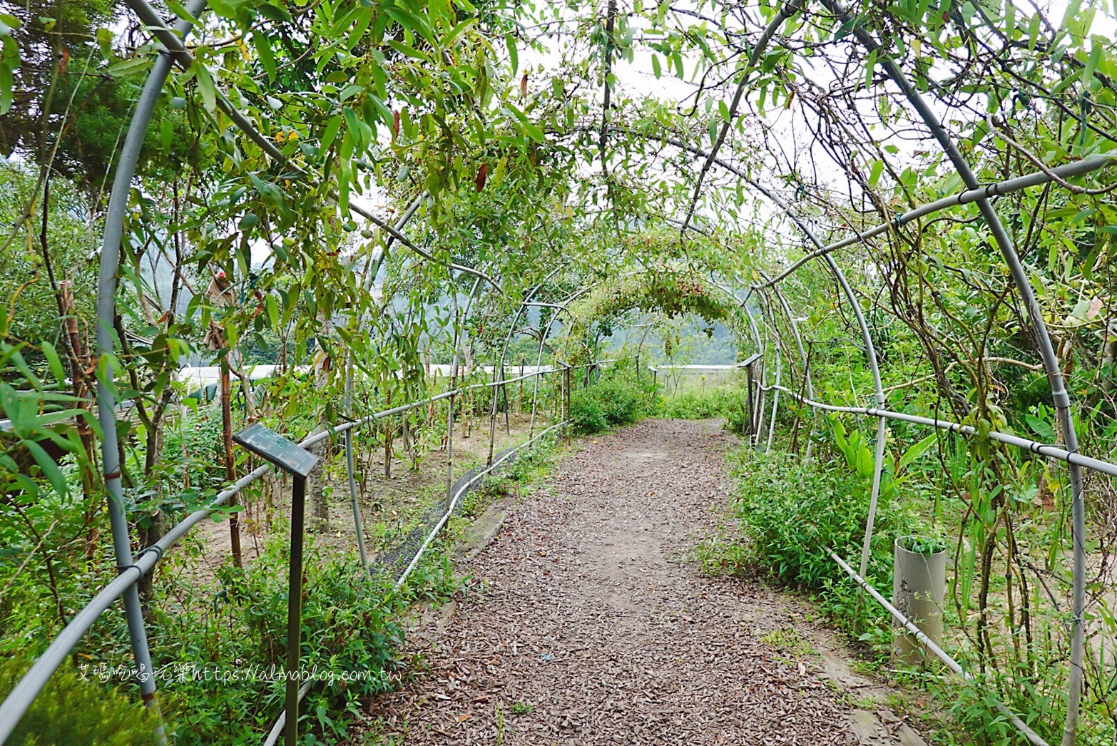 卓也小屋,卓也書園子,彩色包子,粉粿,苗栗景點 卓也小屋,卓也書園子,彩色包子,粉粿,苗栗景點