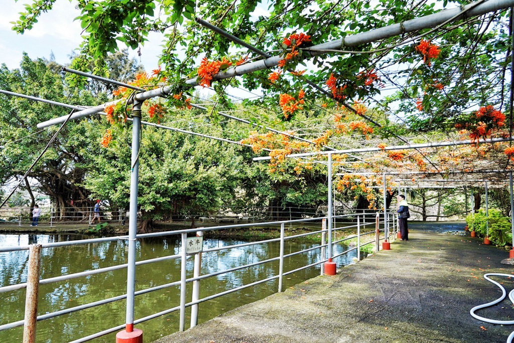 台灣山豬城