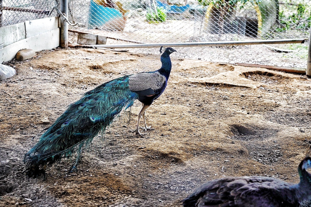 台灣山豬城