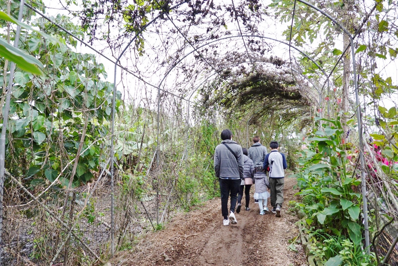 一極棒農場,大園農場,桃園景點,農場 一極棒農場,大園農場,桃園景點,農場