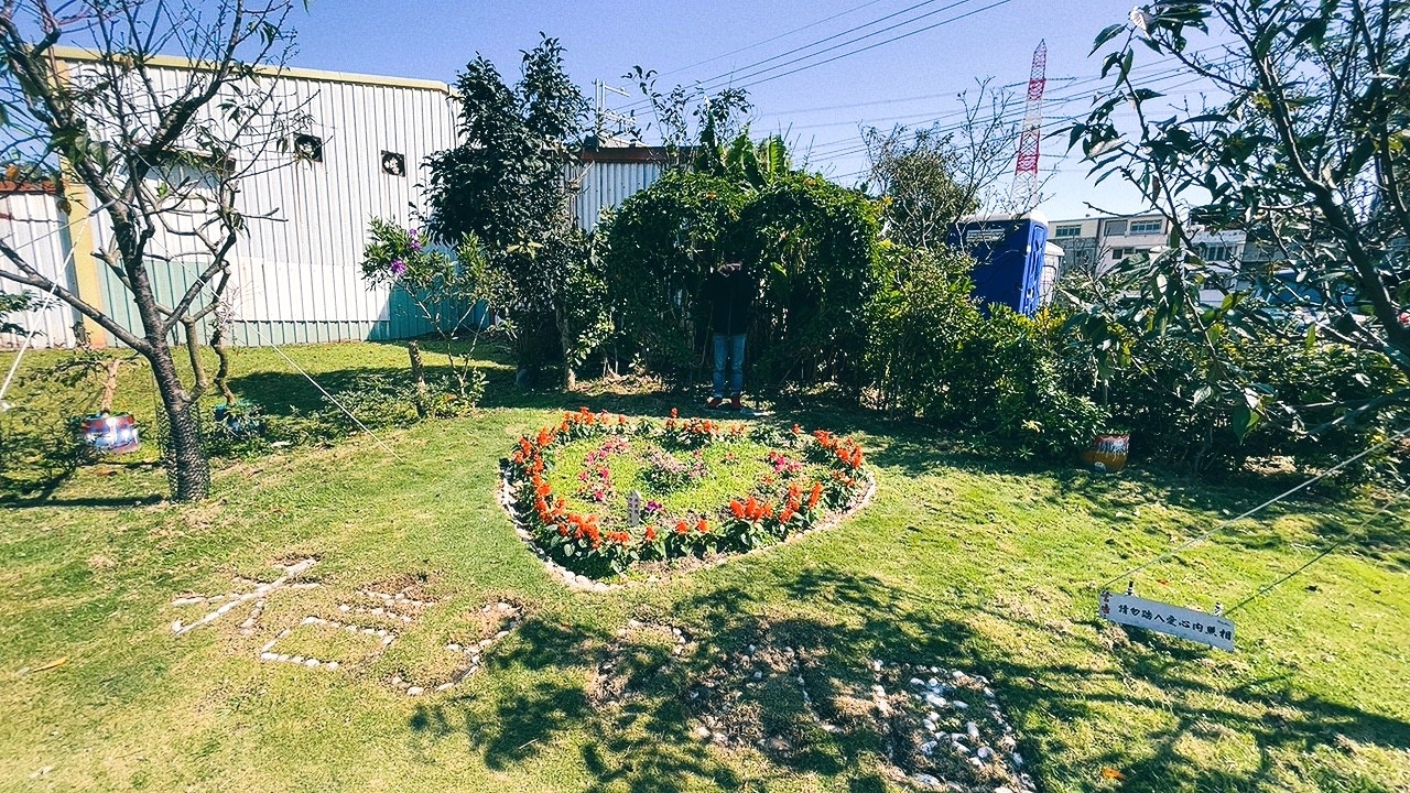 免費景點,新北公園,永吉公園,炮仗花 免費景點,新北公園,永吉公園,炮仗花