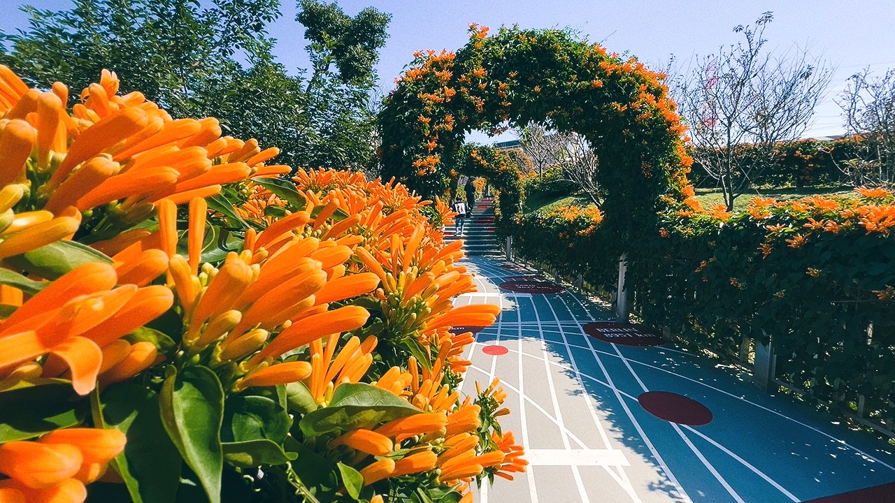 免費景點,新北公園,永吉公園,炮仗花 免費景點,新北公園,永吉公園,炮仗花