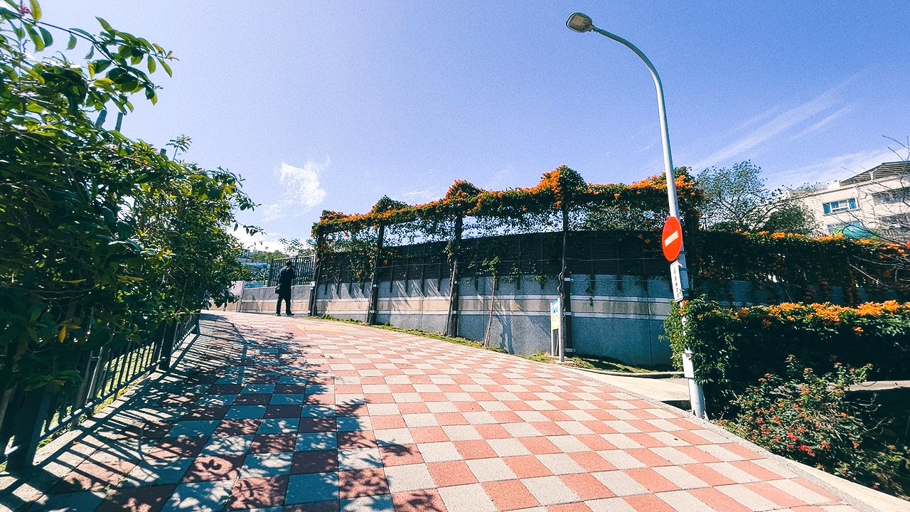 免費景點,新北公園,永吉公園,炮仗花 免費景點,新北公園,永吉公園,炮仗花