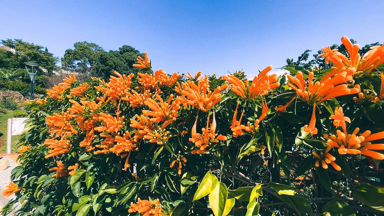 免費景點,新北公園,永吉公園,炮仗花 免費景點,新北公園,永吉公園,炮仗花