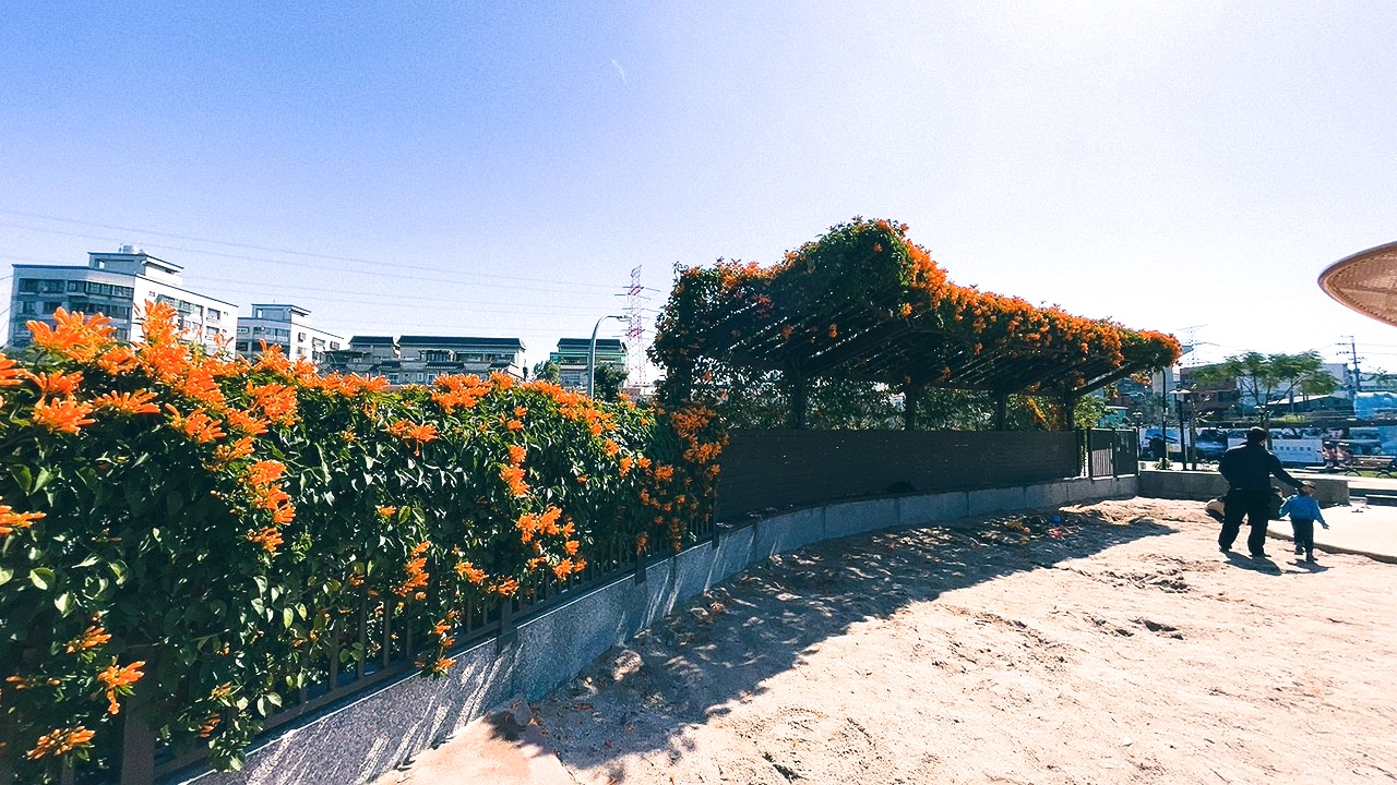 免費景點,新北公園,永吉公園,炮仗花 免費景點,新北公園,永吉公園,炮仗花