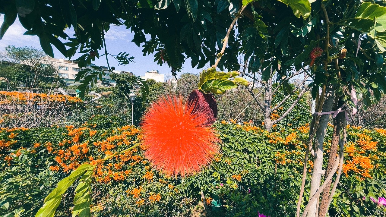 免費景點,新北公園,永吉公園,炮仗花 免費景點,新北公園,永吉公園,炮仗花