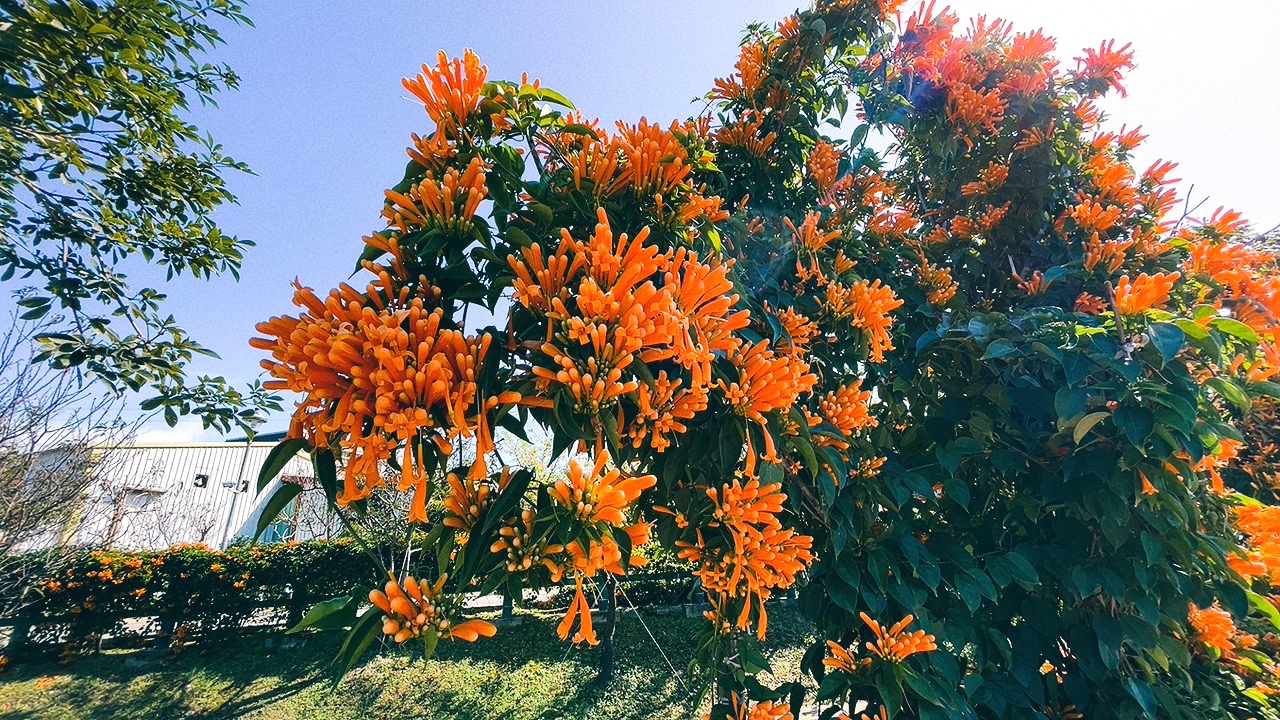 免費景點,新北公園,永吉公園,炮仗花 免費景點,新北公園,永吉公園,炮仗花