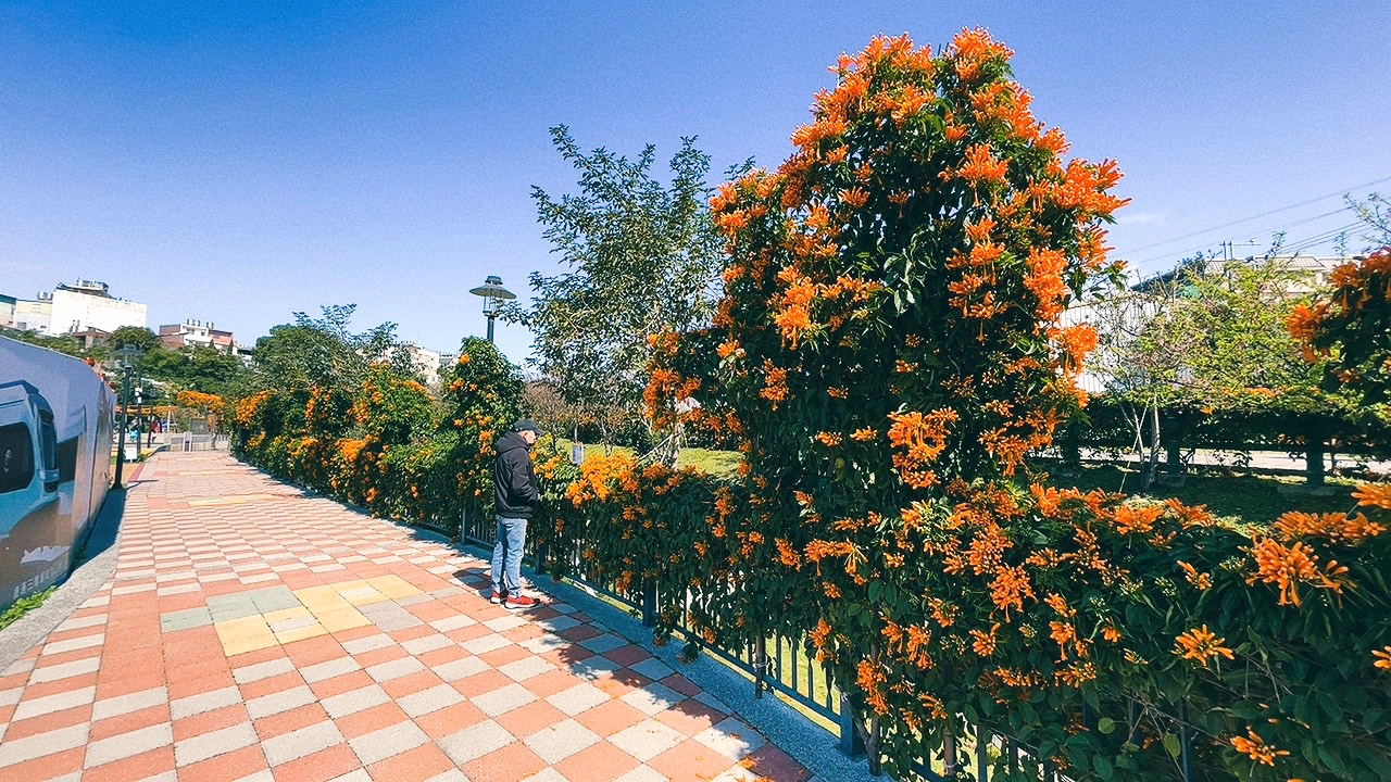 免費景點,新北公園,永吉公園,炮仗花 免費景點,新北公園,永吉公園,炮仗花