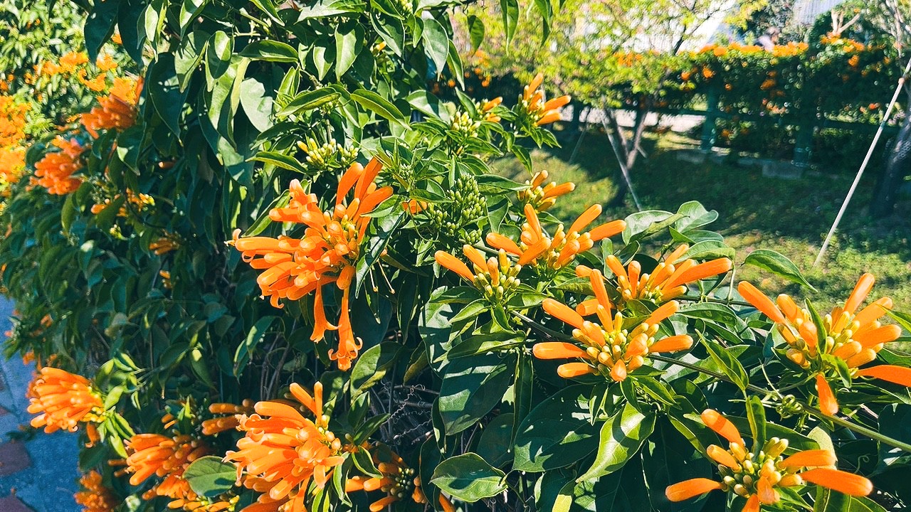 免費景點,新北公園,永吉公園,炮仗花 免費景點,新北公園,永吉公園,炮仗花