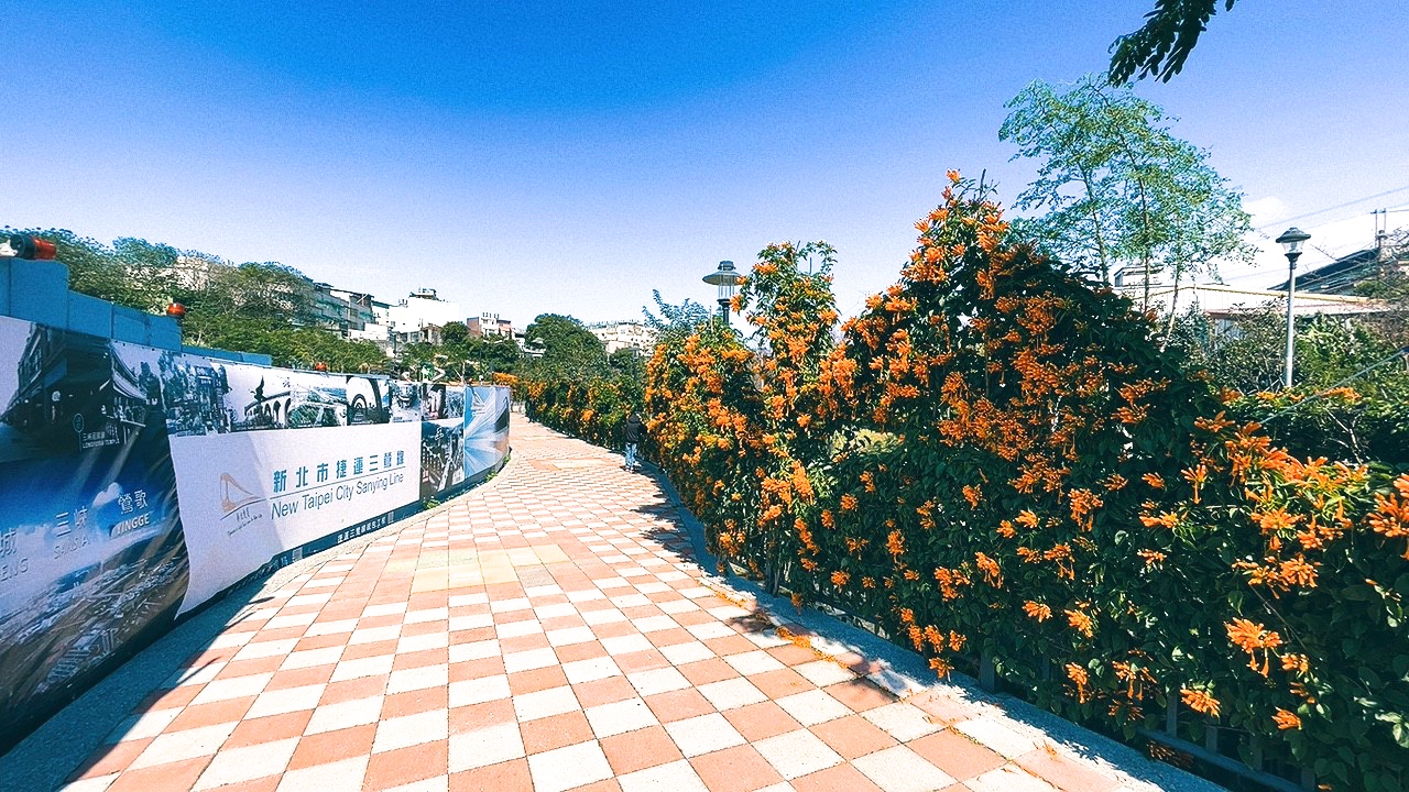 免費景點,新北公園,永吉公園,炮仗花 免費景點,新北公園,永吉公園,炮仗花
