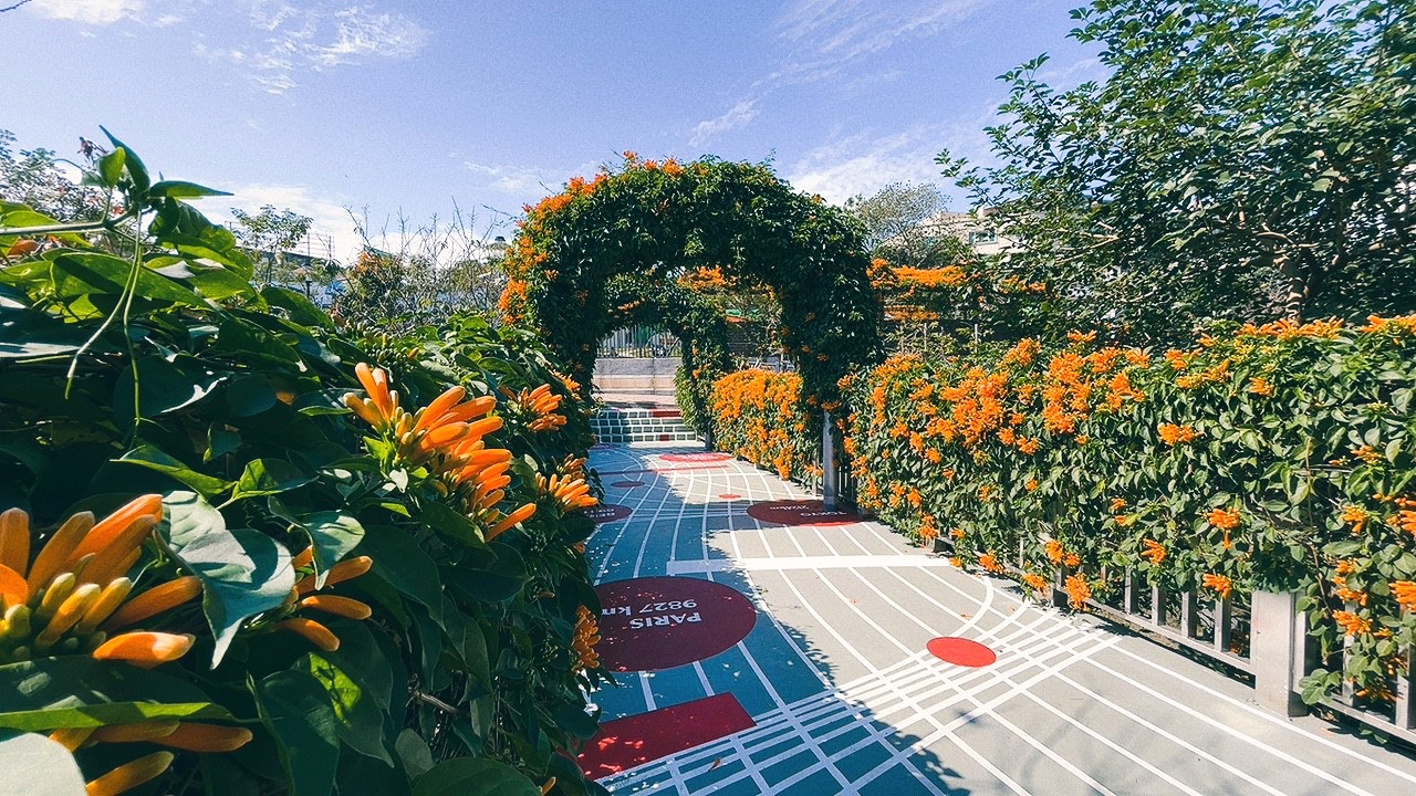 免費景點,新北公園,永吉公園,炮仗花 免費景點,新北公園,永吉公園,炮仗花