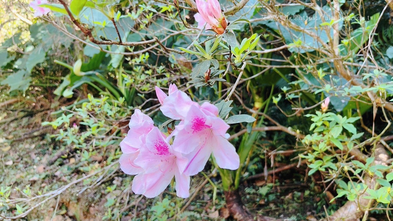 三民蝙蝠洞