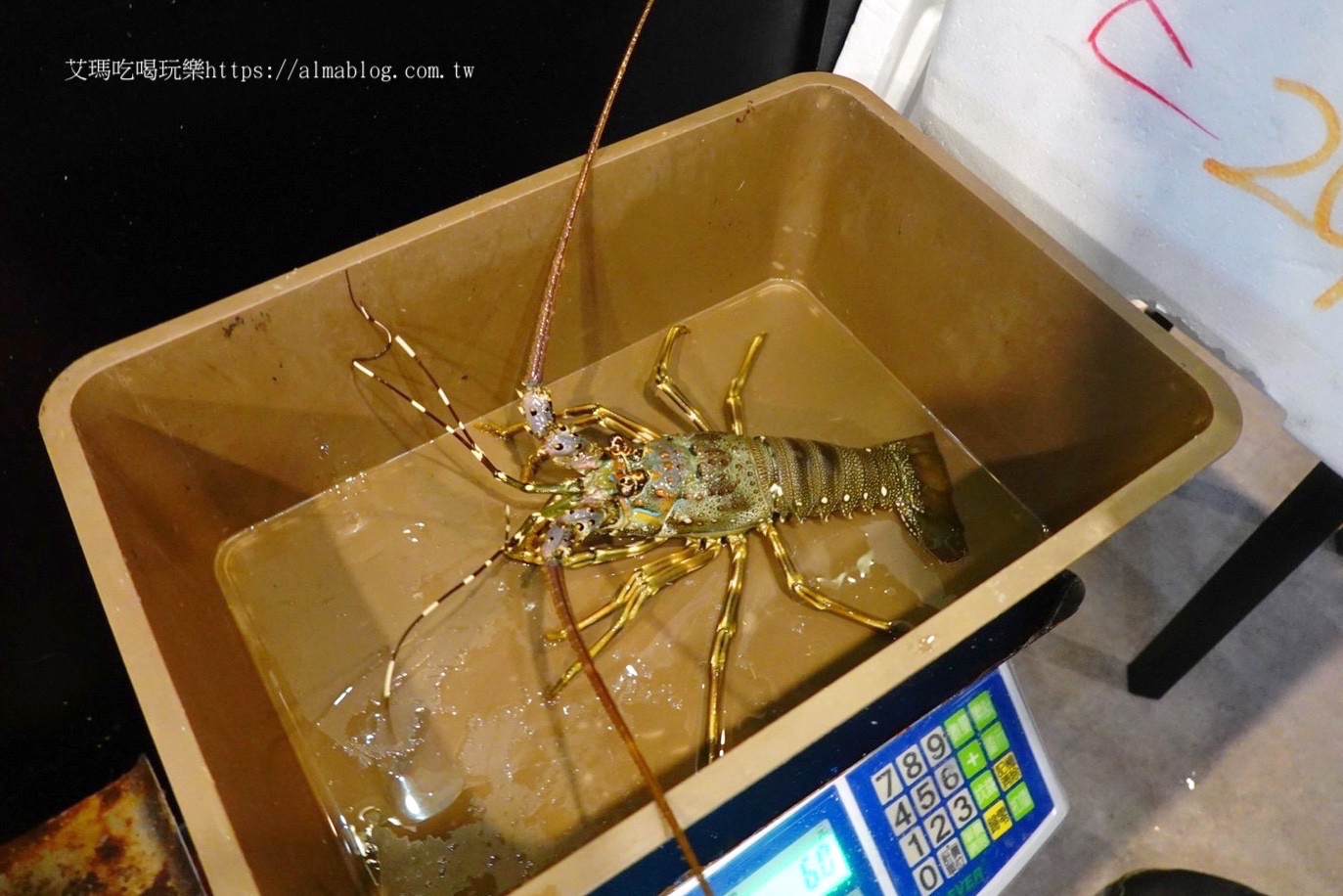 台北美食,活海鮮,海鮮餐廳,漁聞樂海鮮料理,龍蝦