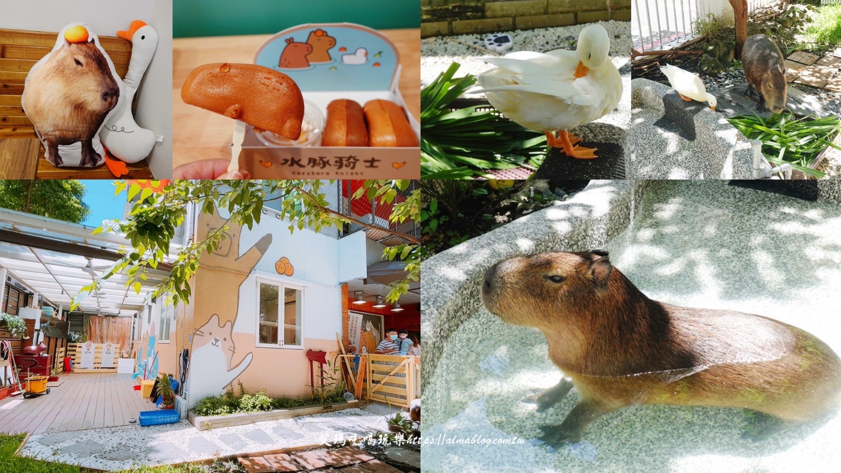 可達鴨,新北美食,樹林景點,水豚燒,水豚騎士 可達鴨,新北美食,樹林景點,水豚燒,水豚騎士