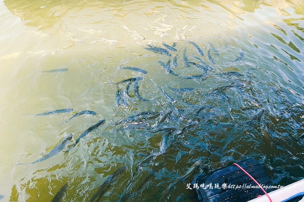 宜蘭景點,輕親魚朵生態園區,釣蝦,釣魚,鹽焗台灣鯛 宜蘭景點,輕親魚朵生態園區,釣蝦,釣魚,鹽焗台灣鯛