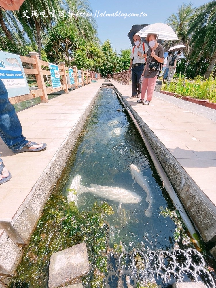宜蘭景點,輕親魚朵生態園區,釣蝦,釣魚,鹽焗台灣鯛 宜蘭景點,輕親魚朵生態園區,釣蝦,釣魚,鹽焗台灣鯛