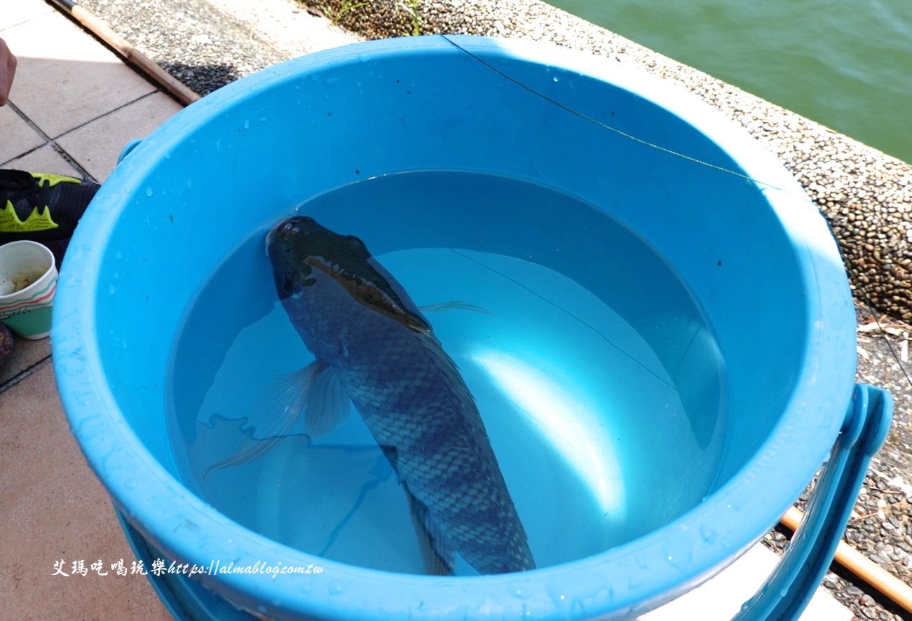 宜蘭景點,輕親魚朵生態園區,釣蝦,釣魚,鹽焗台灣鯛 宜蘭景點,輕親魚朵生態園區,釣蝦,釣魚,鹽焗台灣鯛