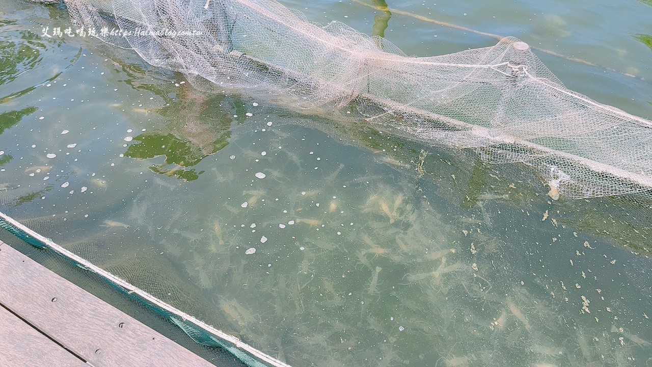 宜蘭景點,輕親魚朵生態園區,釣蝦,釣魚,鹽焗台灣鯛 宜蘭景點,輕親魚朵生態園區,釣蝦,釣魚,鹽焗台灣鯛