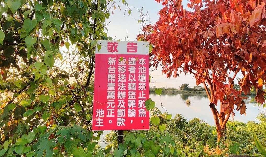 台灣番鴨牧場