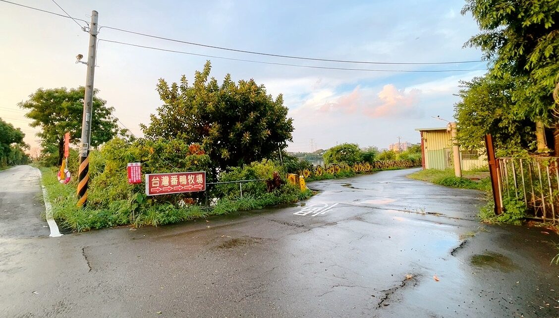 台灣番鴨牧場