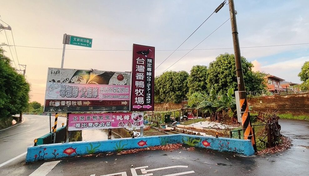 台灣番鴨牧場