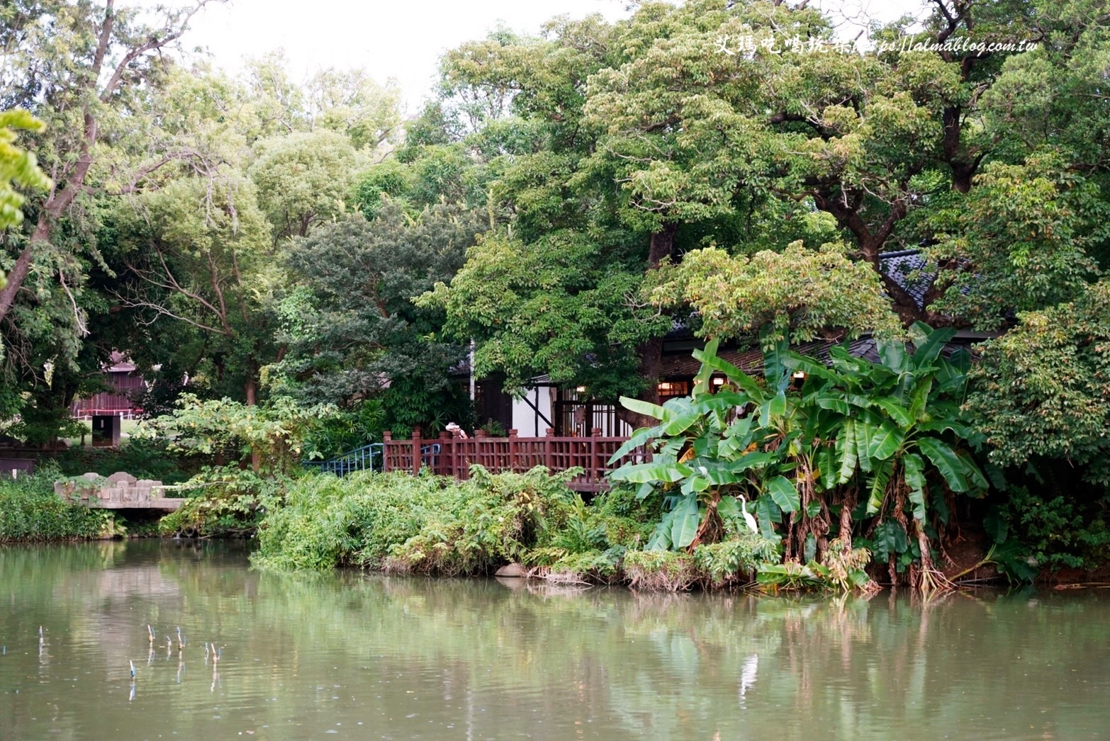 麗池畔,新竹公園,老宅,定食,日料,立體拉花,麗池生活美學館,餵食,公園,免費景點,鯖魚定食
