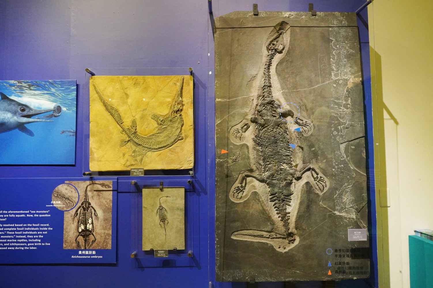 台灣博物館,台北好玩,台北景點,恐龍展,水怪,百年對話,親子景點